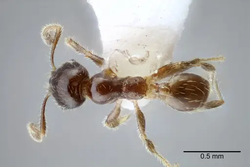Pheidole tepicana - CASENT0649711