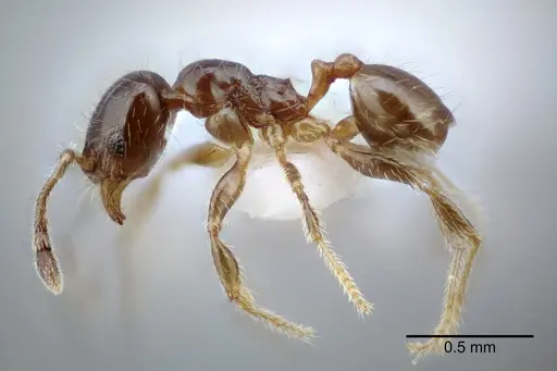Pheidole tepicana - CASENT0649711