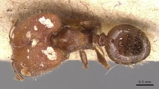 Pheidole tepicana - CASENT0904442