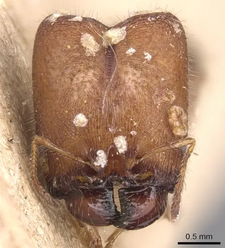 Pheidole tepicana - CASENT0904442