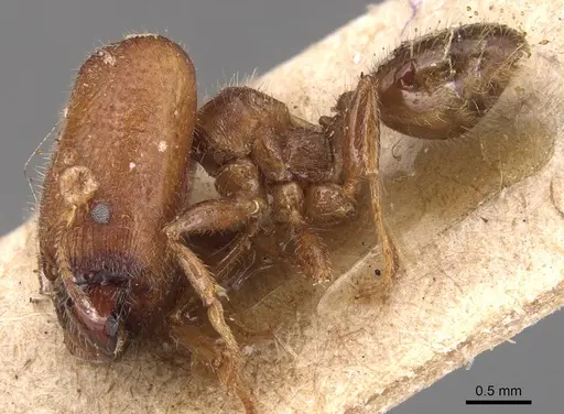 Pheidole tepicana - CASENT0904442