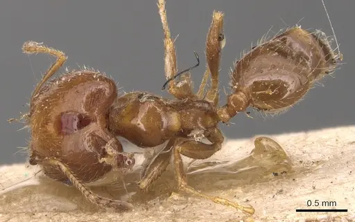 Pheidole tepicana - CASENT0904443