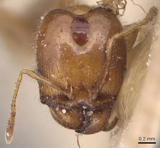 Pheidole tepicana - CASENT0904443