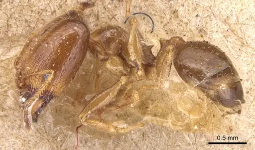 Pheidole tepicana - CASENT0904443