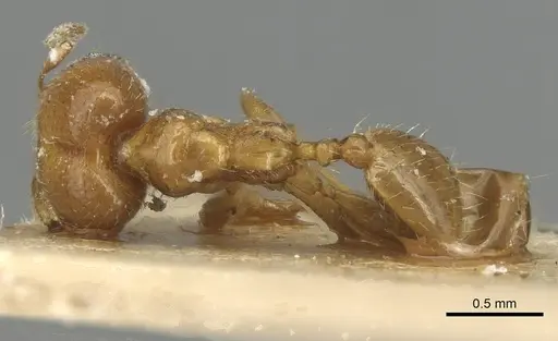 Pheidole tepicana - CASENT0915432