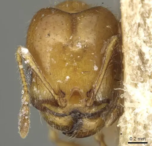Pheidole tepicana - CASENT0915432