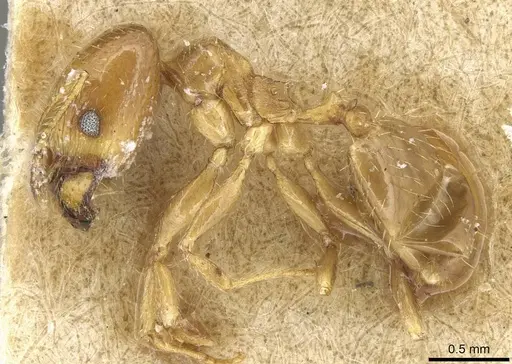 Pheidole tepicana - CASENT0915432