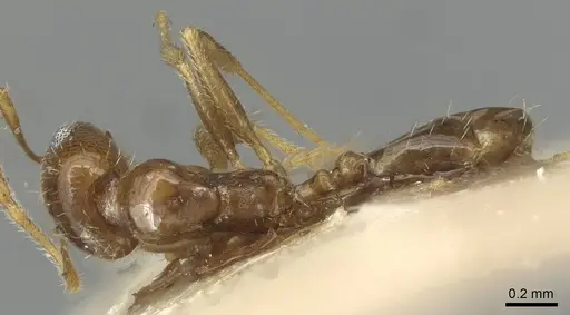 Pheidole tepicana - CASENT0915433