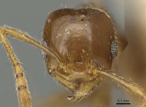 Pheidole tepicana - CASENT0915433