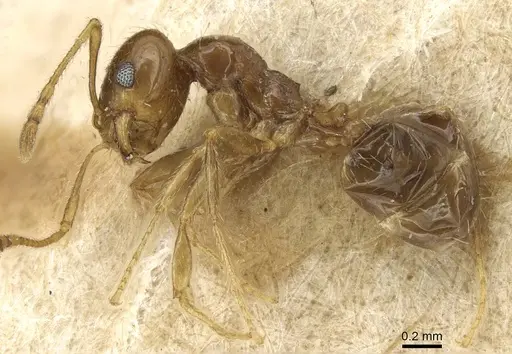 Pheidole tepicana - CASENT0915433