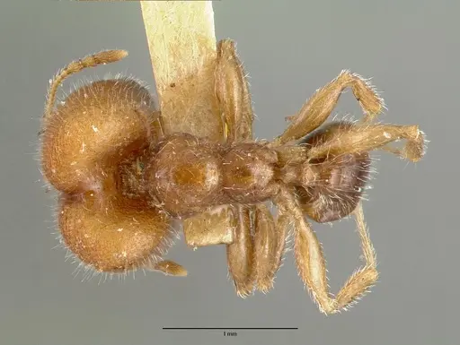 Pheidole tepicana - CASTYPE00631