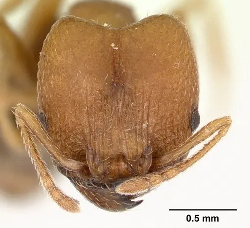 Pheidole tepicana - CASTYPE00633