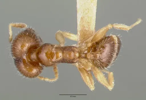 Pheidole tepicana - CASTYPE00634