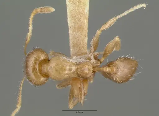 Pheidole tepicana - CASTYPE00635