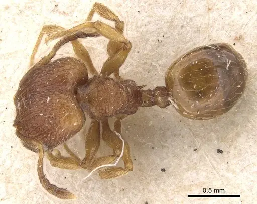 Pheidole termitobia specimen
