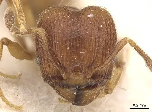 Pheidole termitobia specimen