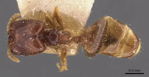 Pheidole termitophila specimen