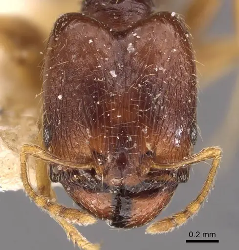 Pheidole termitophila specimen