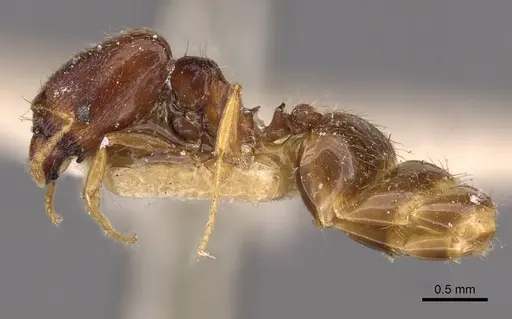 Pheidole termitophila specimen