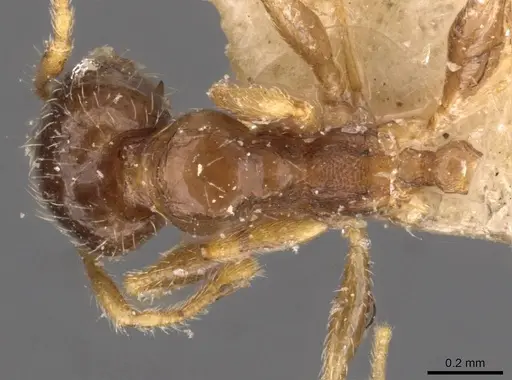 Pheidole termitophila - CASENT0907854