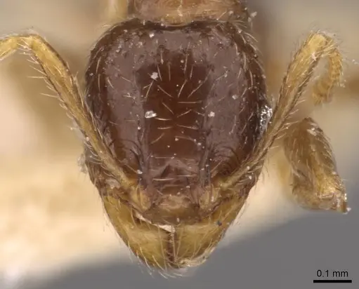 Pheidole termitophila - CASENT0907854