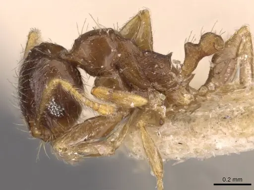 Pheidole termitophila - CASENT0907854