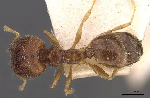 Pheidole termitophila - CASENT0907855