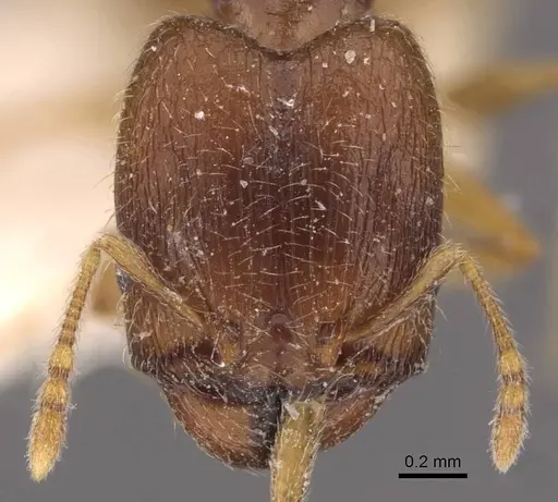 Pheidole termitophila - CASENT0907855