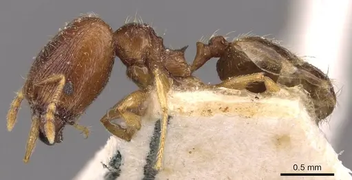 Pheidole termitophila - CASENT0907855