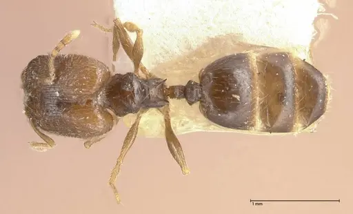 Pheidole termitophila - FOCOL0615