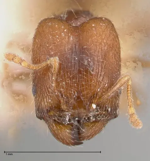 Pheidole termitophila - FOCOL0615