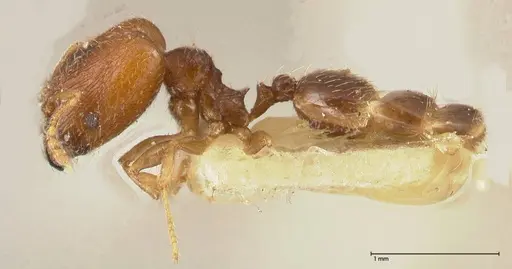 Pheidole termitophila - FOCOL0615