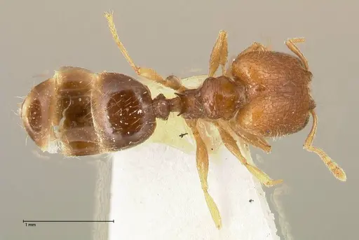 Pheidole termitophila - FOCOL0616