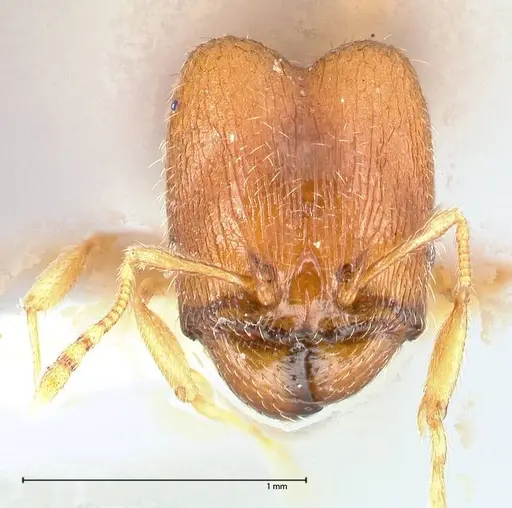 Pheidole termitophila - FOCOL0616