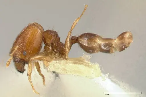 Pheidole termitophila - FOCOL0616