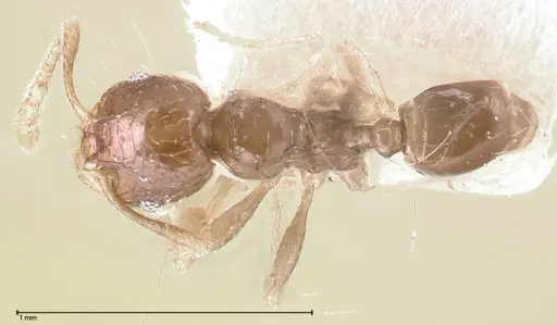 Pheidole termitophila - FOCOL0617