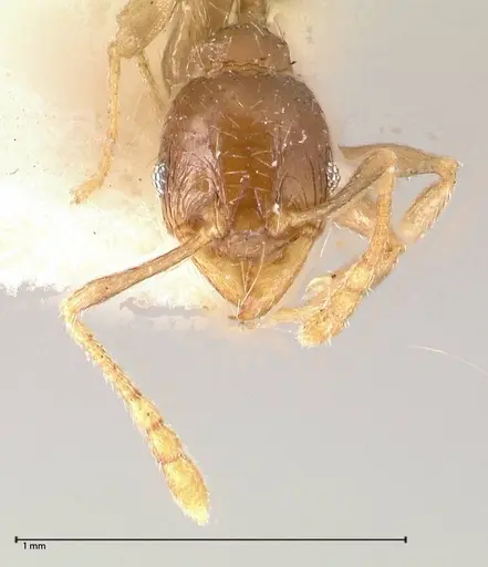 Pheidole termitophila - FOCOL0617