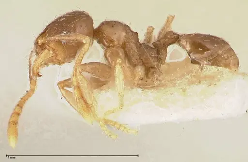 Pheidole termitophila - FOCOL0617