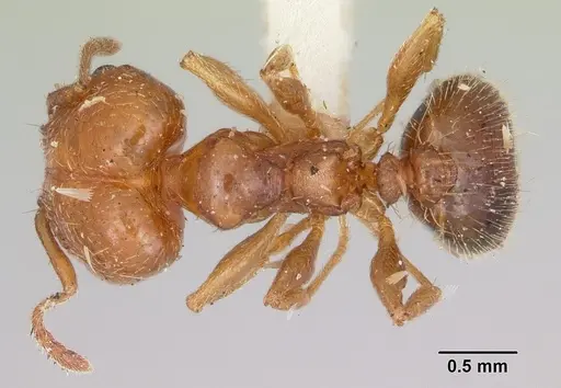 Pheidole tetra specimen
