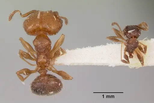 Pheidole tetra specimen