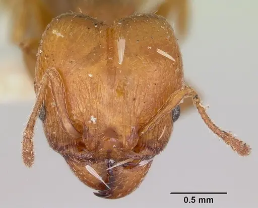 Pheidole tetra specimen