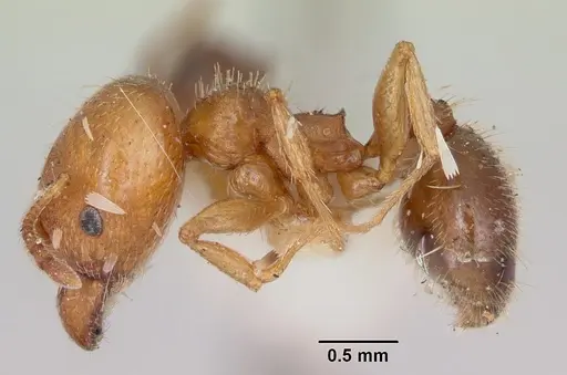 Pheidole tetra - CASENT0103153