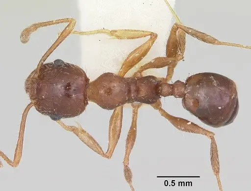 Pheidole tetra - CASENT0103154