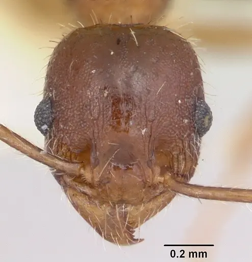 Pheidole tetra - CASENT0103154