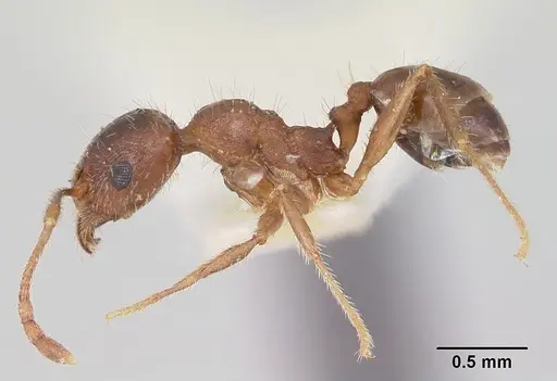 Pheidole tetra - CASENT0103154