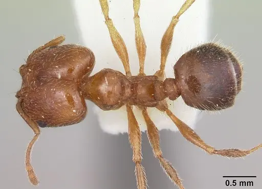 Pheidole tetra - CASENT0103155
