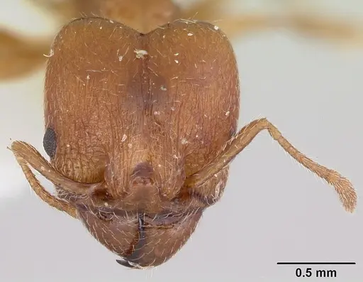 Pheidole tetra - CASENT0103155