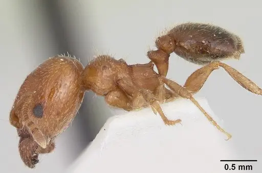 Pheidole tetra - CASENT0103155