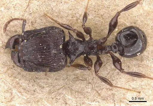 Pheidole tetracantha specimen