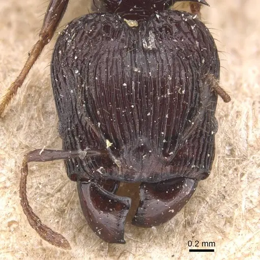 Pheidole tetracantha specimen